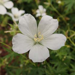 Granium vivace  fleurs blanches
